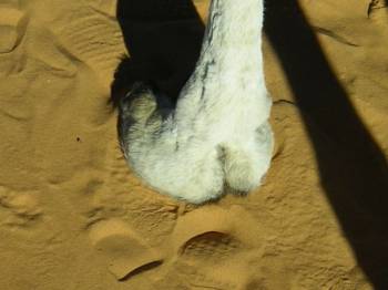 camel foot 2.jpg