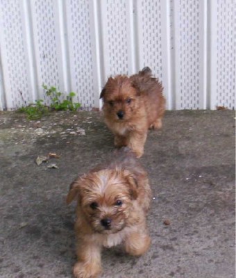 carin terrier puppy.jpg