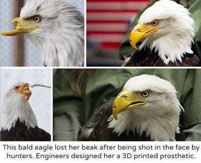 eagle.jpg